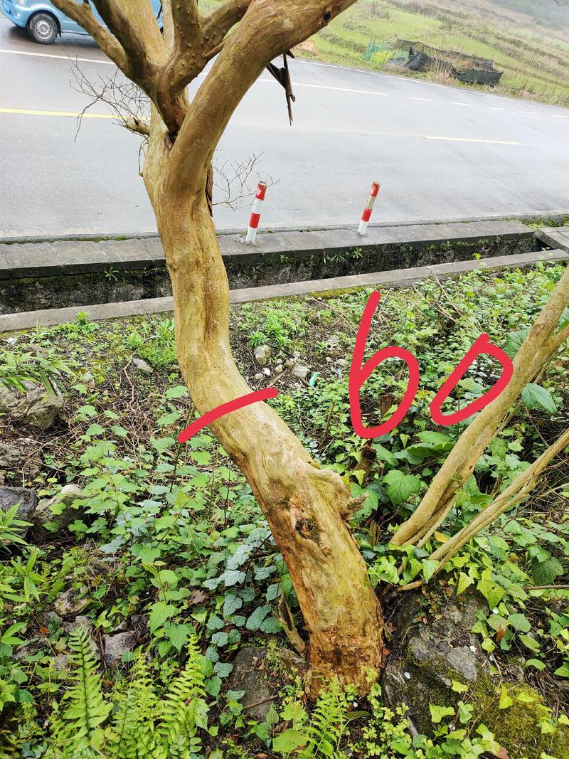 贵州原生红花紫薇20公分