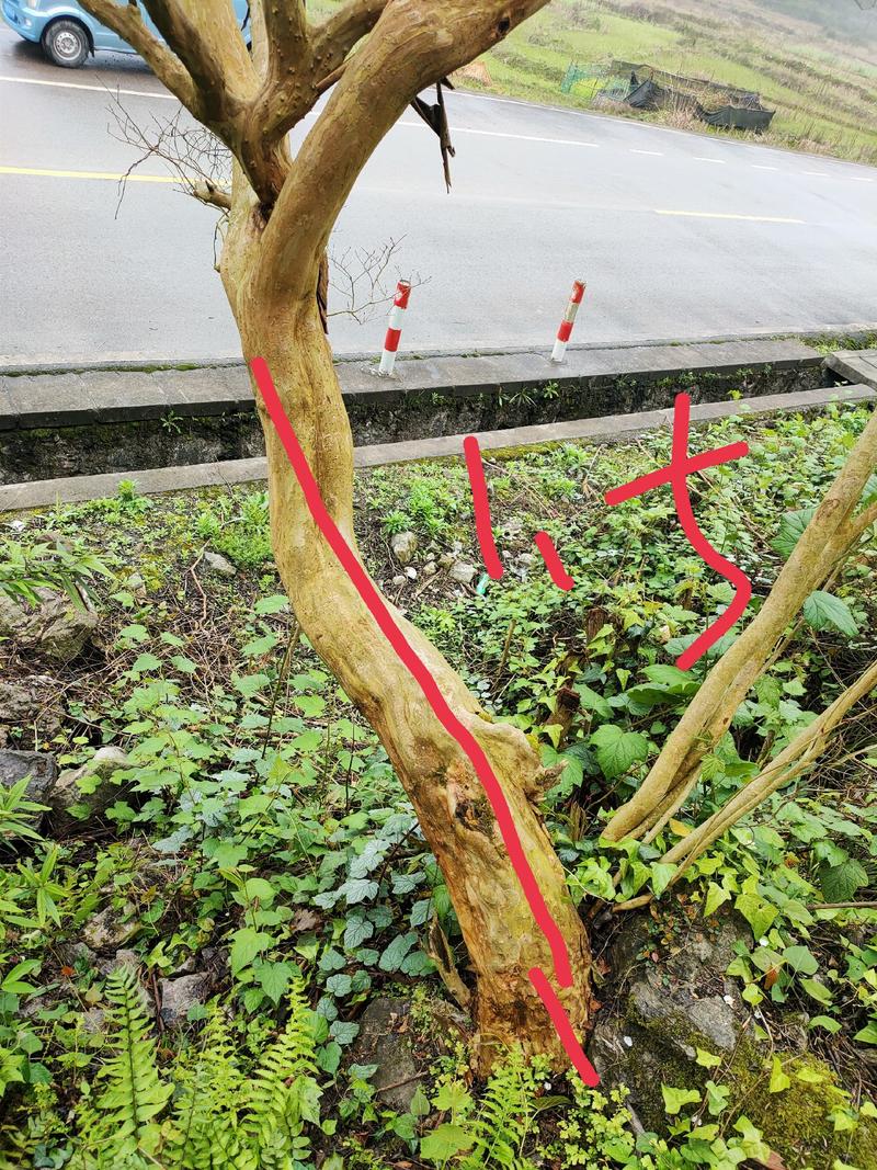 贵州原生红花紫薇20公分