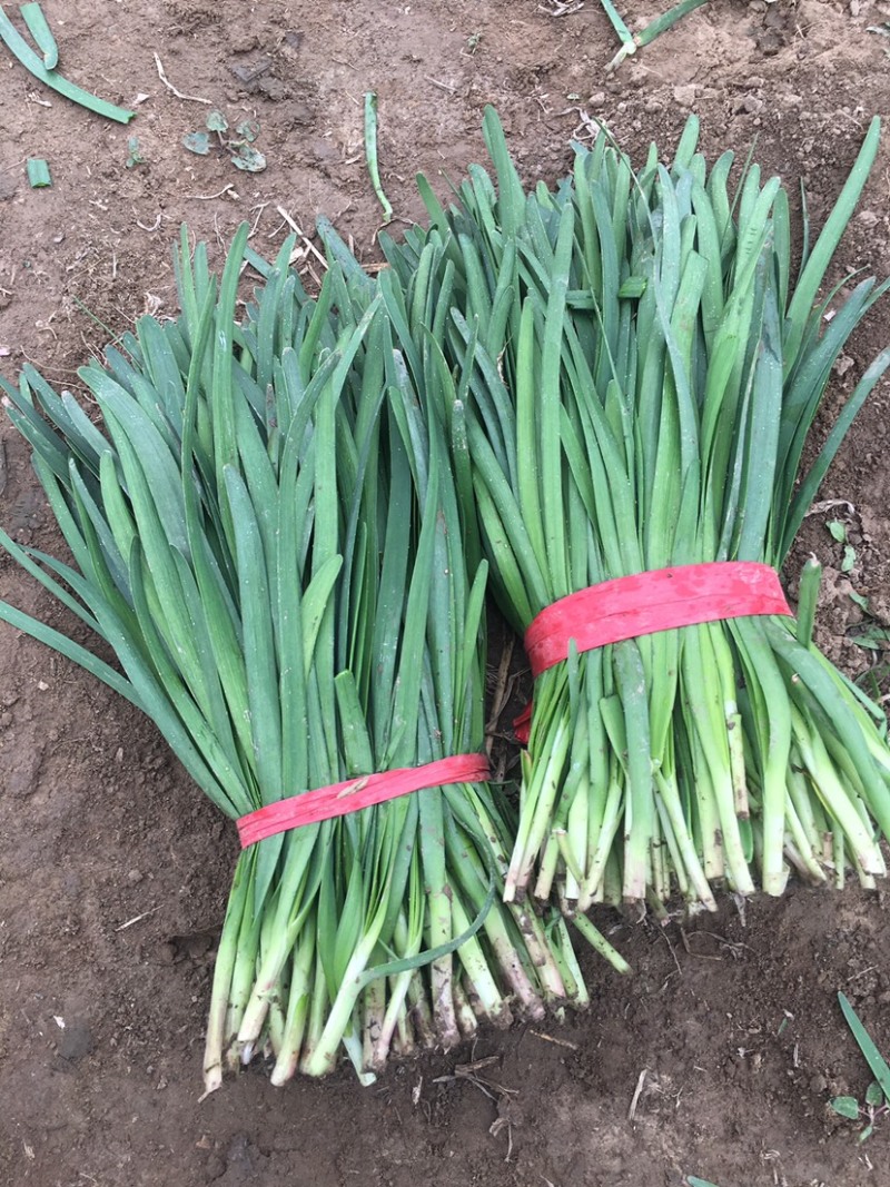 河北保定露天头茬精品望都韭菜大量上市产地直供无干尖