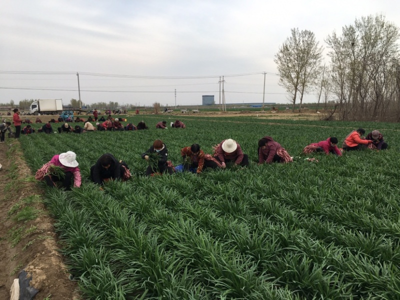 河北保定露天头茬精品望都韭菜大量上市产地直供无干尖