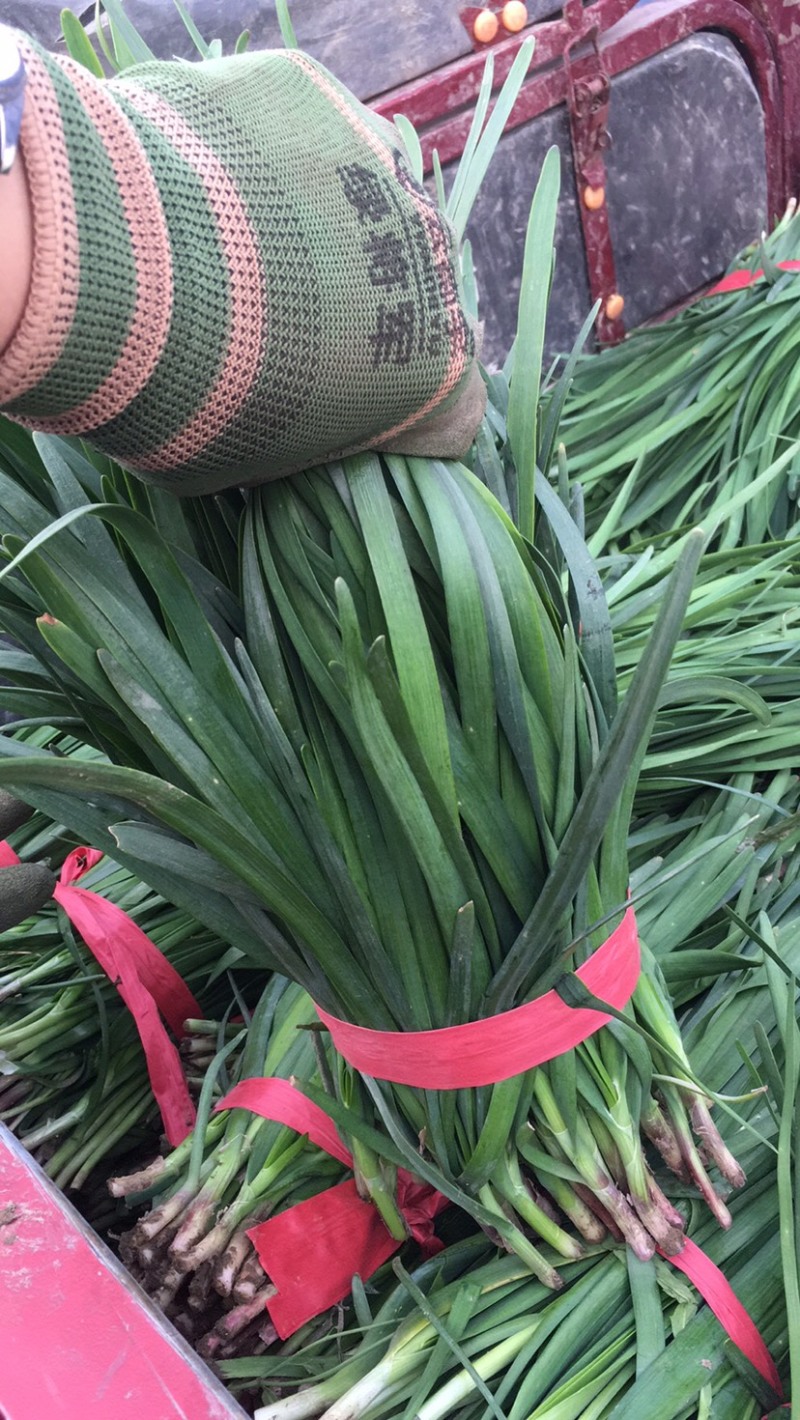 河北保定露天头茬精品望都韭菜大量上市产地直供无干尖