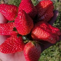 凉山州露天草莓