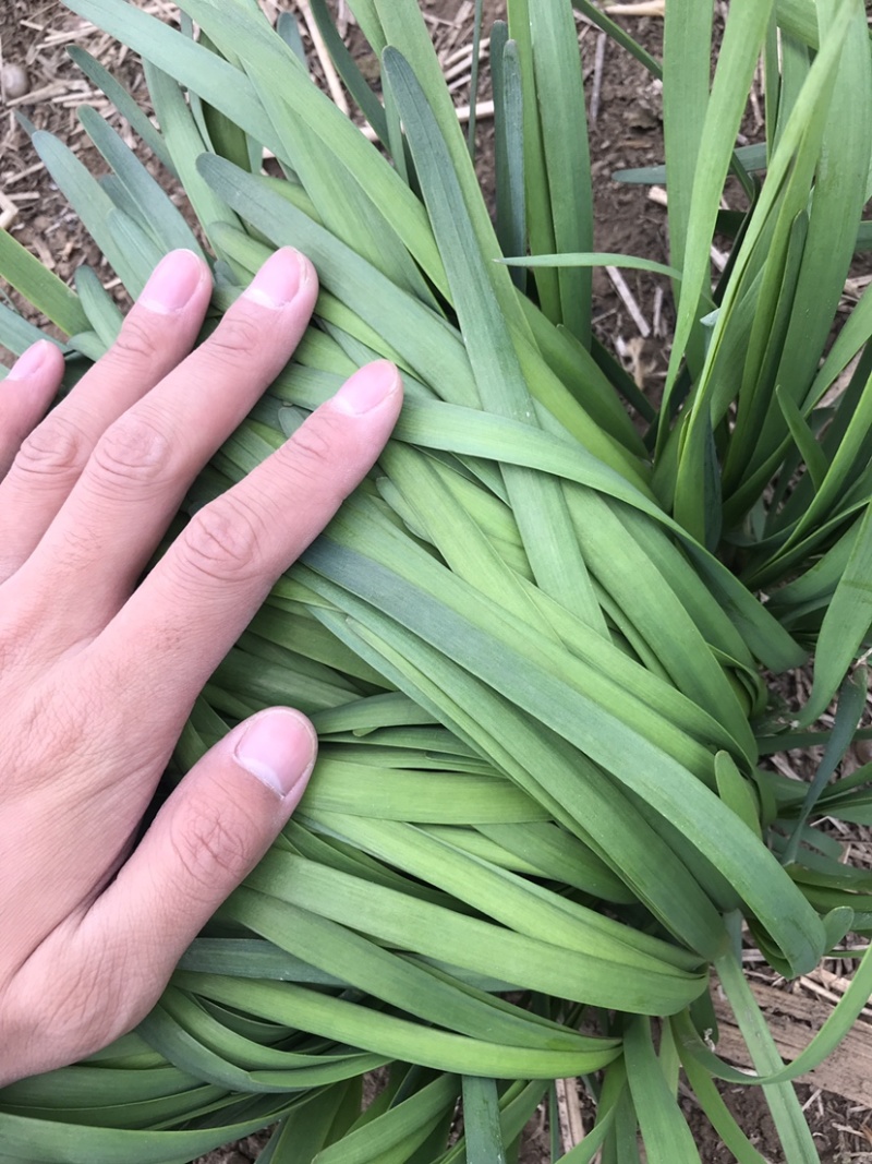 河北保定露天头茬精品望都韭菜大量上市产地直供无干尖