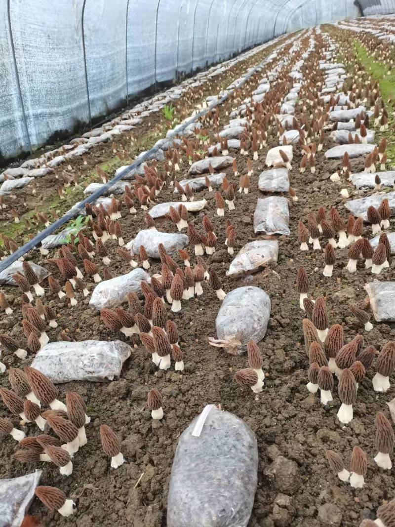 羊肚菌菌种营养袋全包，技术指导，收购商对接，无后顾之忧