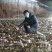 羊肚菌菌种营养袋全包，技术指导，收购商对接，无后顾之忧