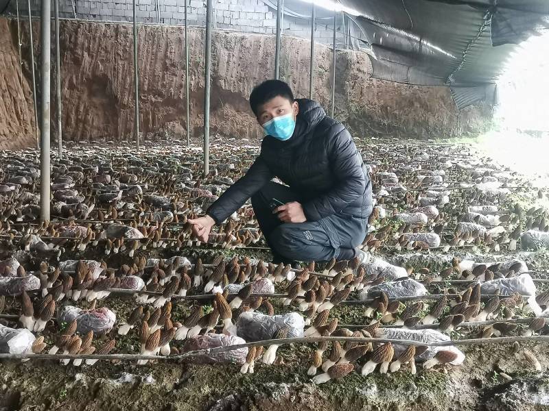 羊肚菌菌种营养袋全包，技术指导，收购商对接，无后顾之忧