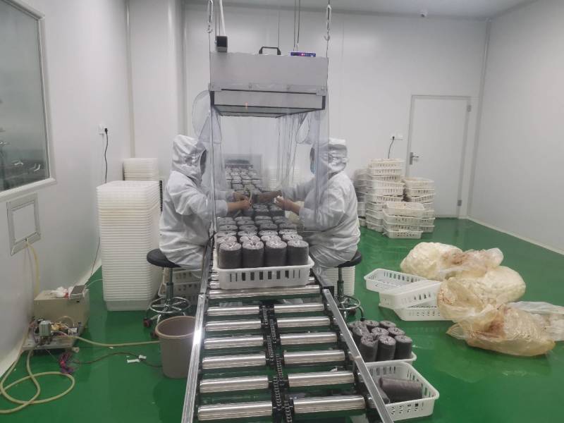 羊肚菌菌种营养袋全包，技术指导，收购商对接，无后顾之忧