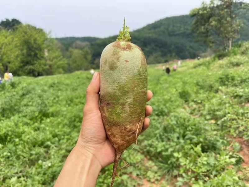 推荐，青萝卜，脆甜可口，好吃不贵，营养价值高，