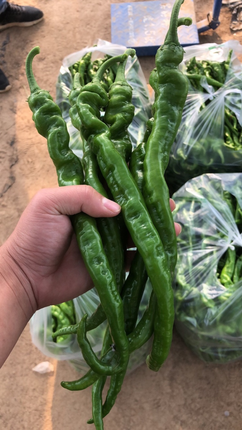 螺线大量上市，精品螺线，产地直供，可视频看货