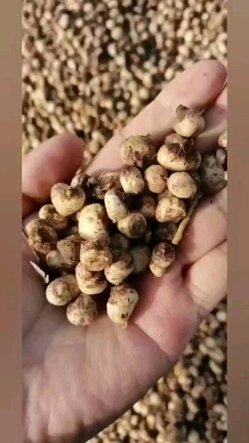 出售自产自销河北保定药都安国优质半夏种苗