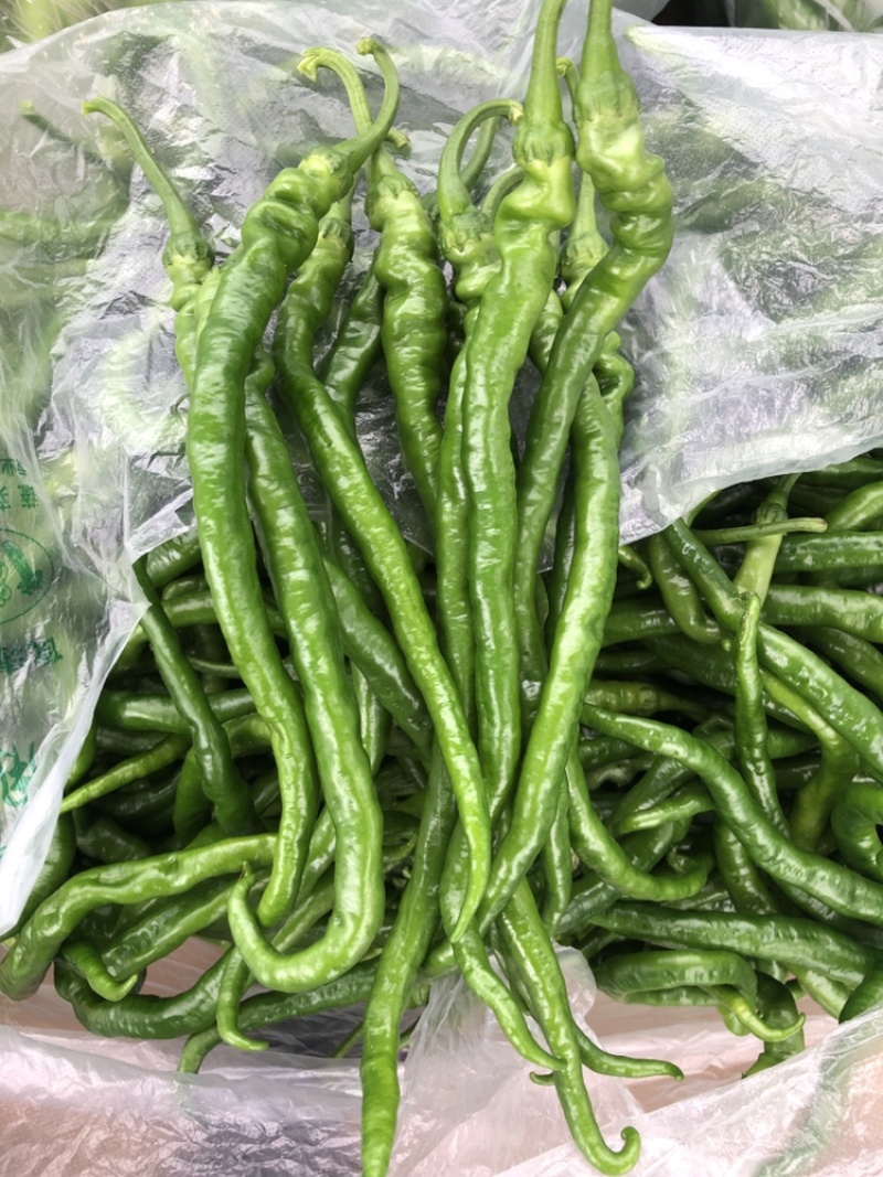 螺线大量上市，精品螺线，产地直供，可视频看货