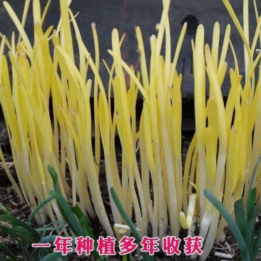 高产韭黄种子适应能力好南北均可种植耐寒大田专用韭黄种子