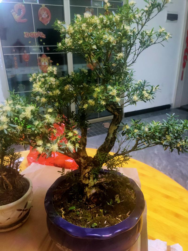 黄杨