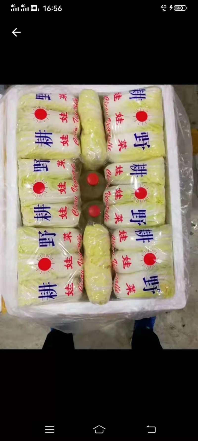 河北邯郸精品小白菜，口感好，耐保存，量大从优哈