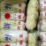 河北邯郸精品小白菜，口感好，耐保存，量大从优哈