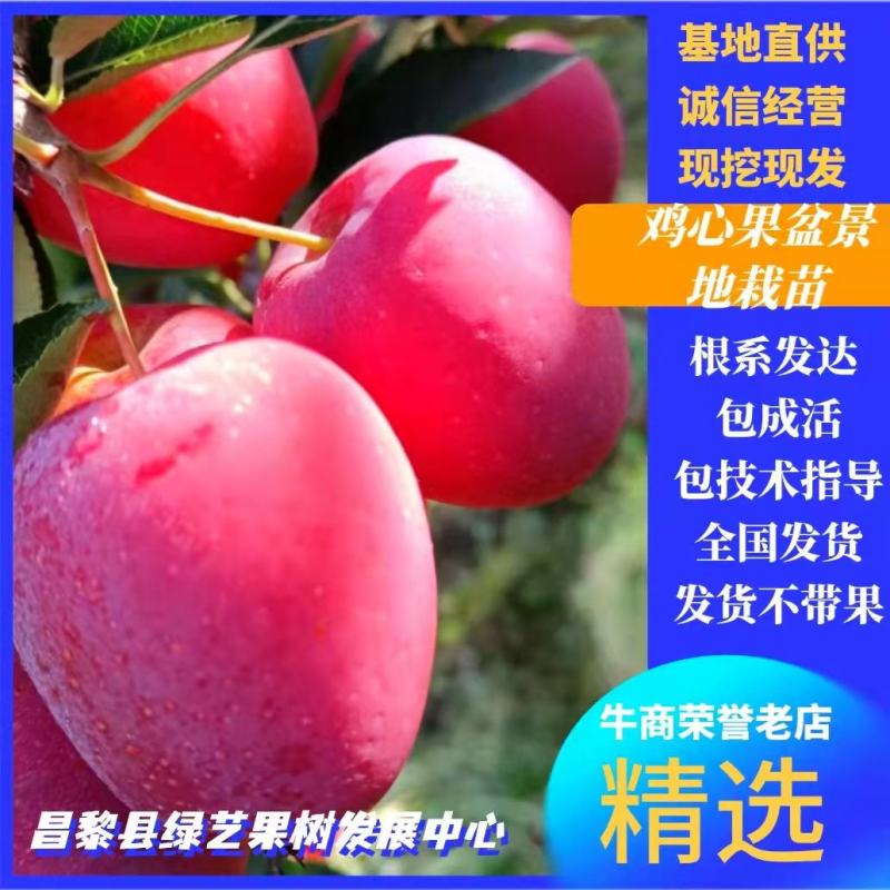 鸡心果树苗，塞外红树苗，塞外红苹果树苗塞外红苹果苗