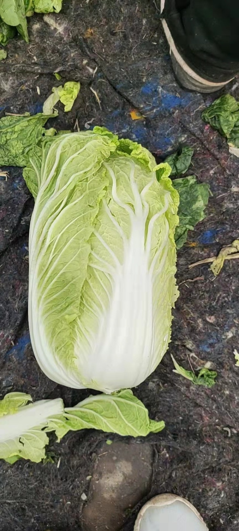 河北邯郸精品小白菜，口感好，耐保存，量大从优哈