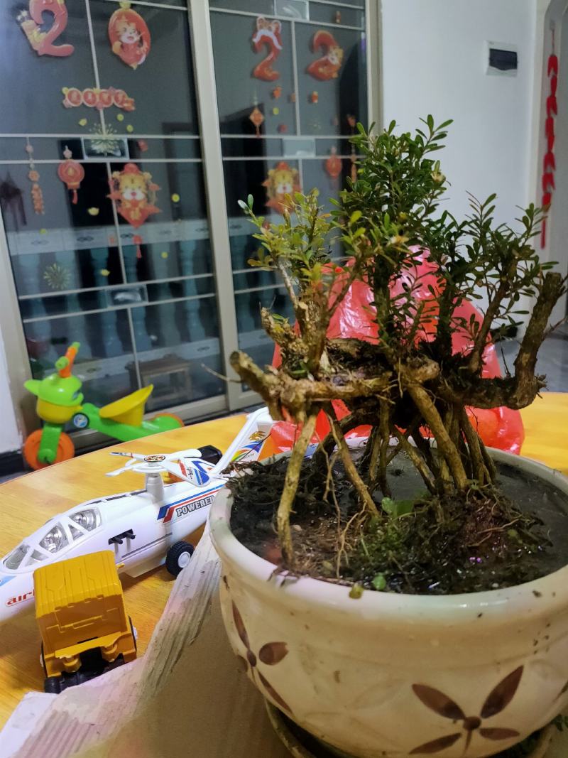黄杨