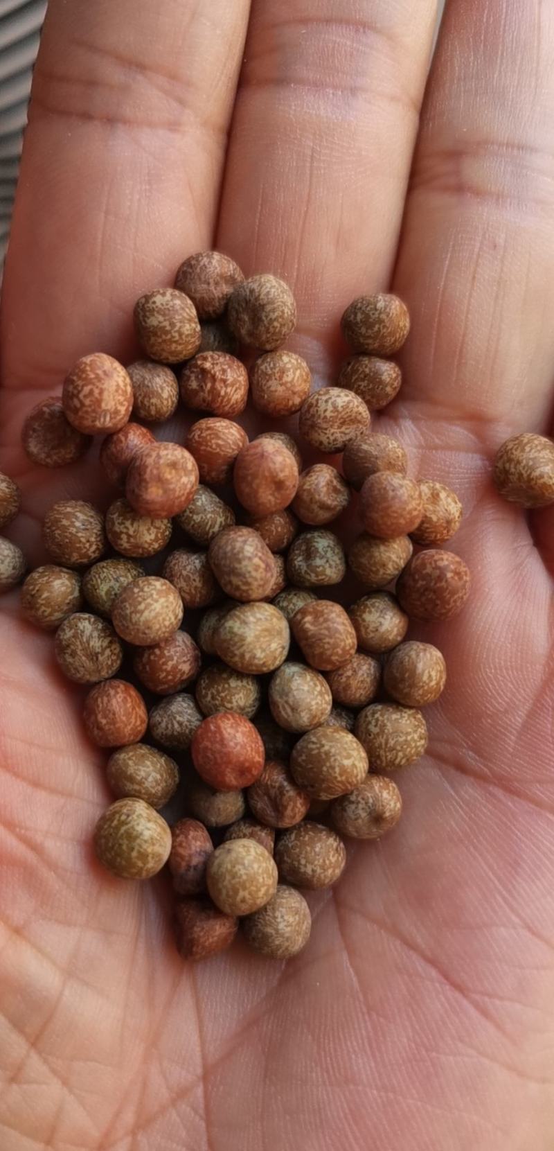 麻豌豆，大量批发麻豌豆，白豌豆，青豌豆，