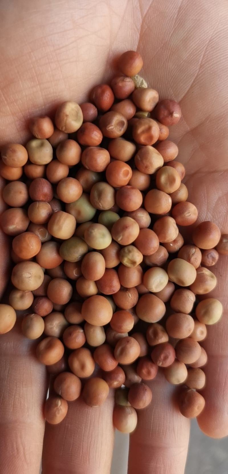 麻豌豆，大量批发麻豌豆，白豌豆，青豌豆，