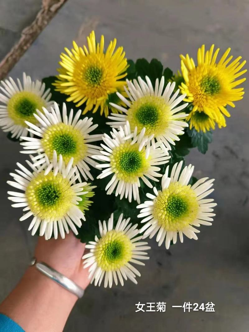 女王菊混色一件24盆，8.5元一盆花头多叶片漂亮基地直发