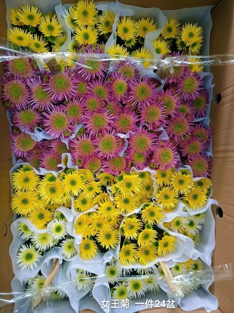 女王菊混色一件24盆，8.5元一盆花头多叶片漂亮基地直发