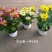 女王菊混色一件24盆,8.5元一盆花头多叶片漂亮基地直发
