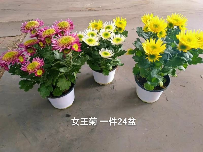 女王菊混色一件24盆，8.5元一盆花头多叶片漂亮基地直发