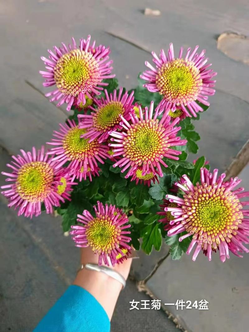 女王菊混色一件24盆，8.5元一盆花头多叶片漂亮基地直发