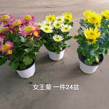 女王菊混色一件24盆,8.5元一盆花头多叶片漂亮基地直发