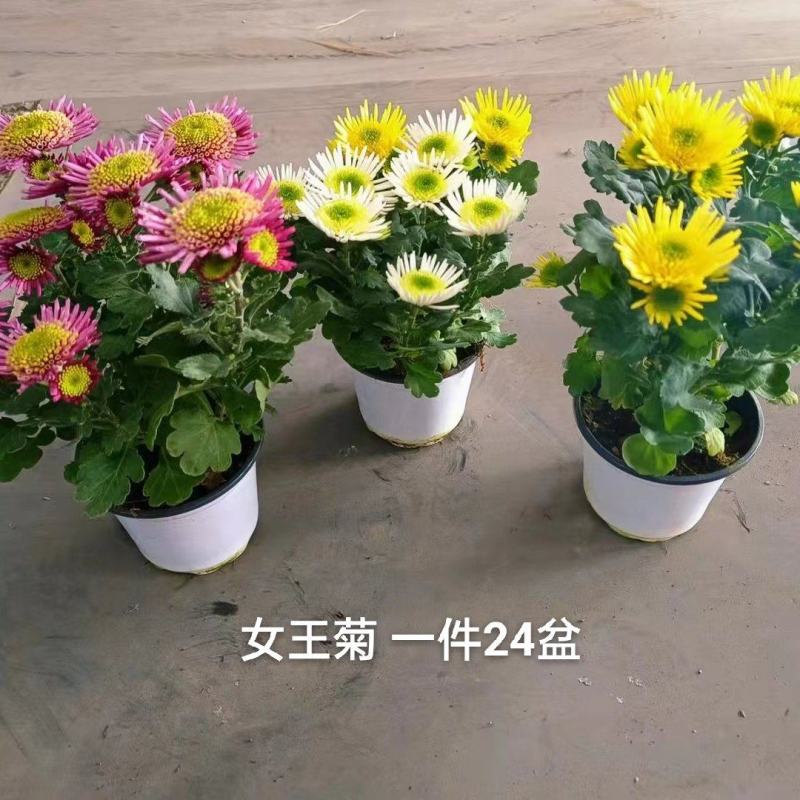 女王菊混色一件24盆，8.5元一盆花头多叶片漂亮基地直发