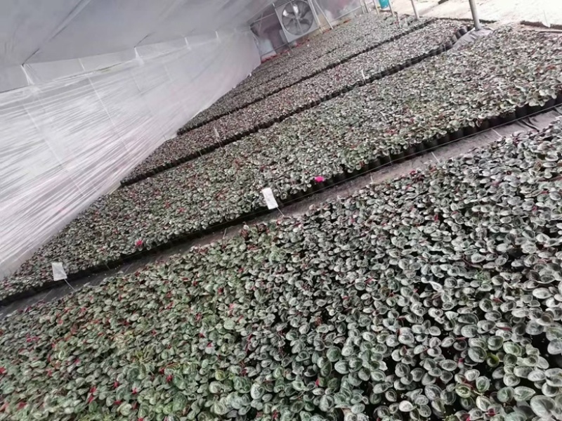 小杯二代仙客来苗，支持视频看货，需要老板联系，量大从优