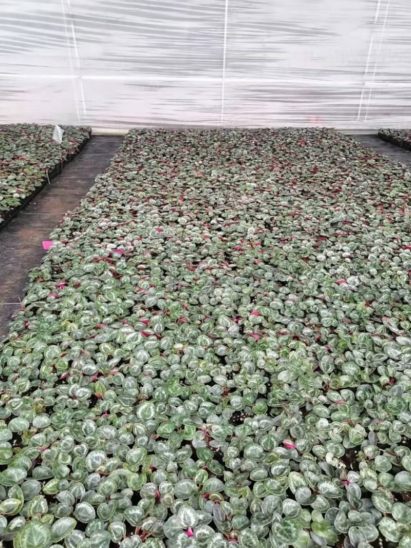 小杯二代仙客来苗，支持视频看货，需要老板联系，量大从优