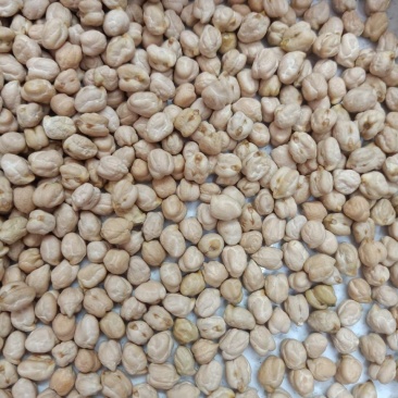 进口鹰嘴豆桃豆鸡豆12mm三色豆大颗粒