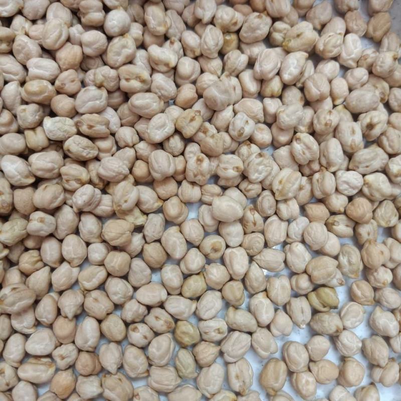 进口鹰嘴豆桃豆鸡豆12mm三色豆大颗粒
