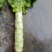 城固青笋单颗一到三斤，皮薄肉多，产地直销