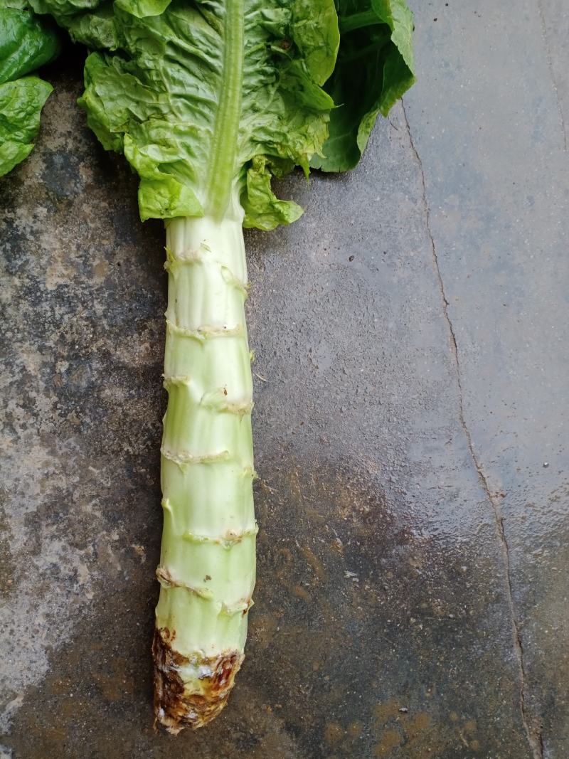 城固青笋单颗一到三斤，皮薄肉多，产地直销