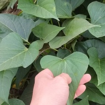 西瓜红薯苗