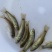 广东优质丁桂鱼苗丁岁鱼岁鱼苗须桂鱼苗丁穗鱼金岁苗