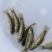 广东优质丁桂鱼苗丁岁鱼岁鱼苗须桂鱼苗丁穗鱼金岁苗