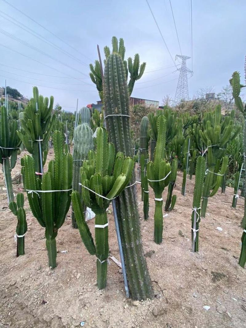 金琥福建漳州金琥多品种，农户直销价多肉植物苗大小品种