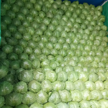 唐山滦南县甘蓝大量上市中甘系列产地直供量大从优