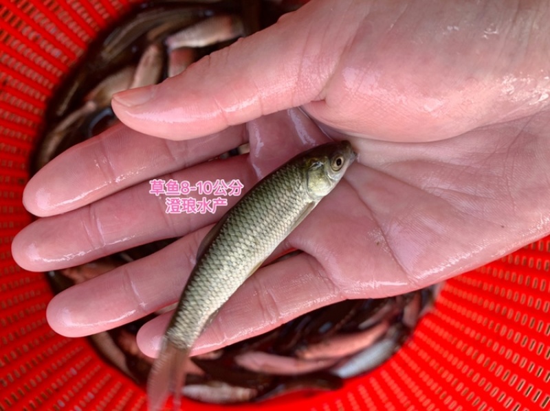 草鱼苗鲩鱼苗长江草鱼苗脆肉鲩鱼苗四大家鱼淡水