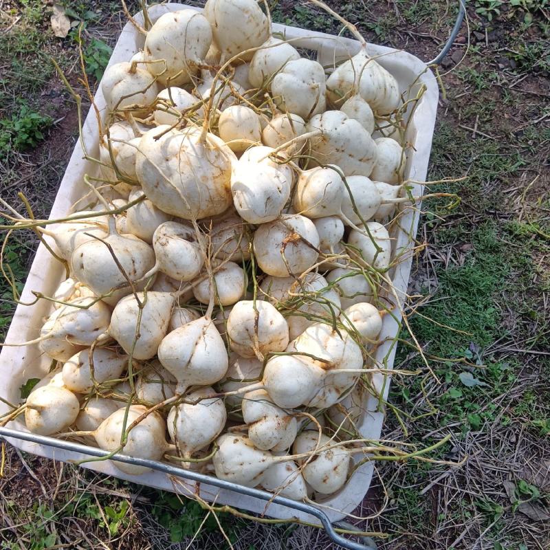 正宗黄泥巴凉薯，口感脆甜