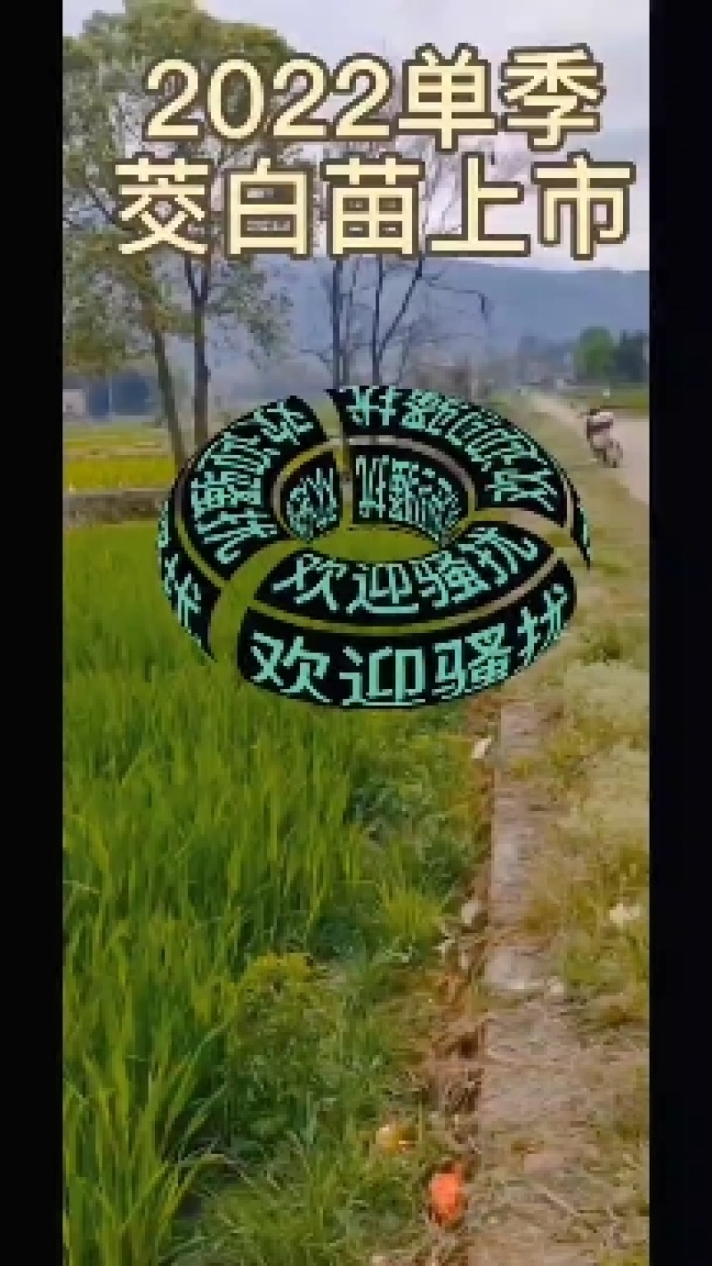 蔬菜苗-茭白苗-茭白之乡-原产地发货-欢迎联系采购已经接