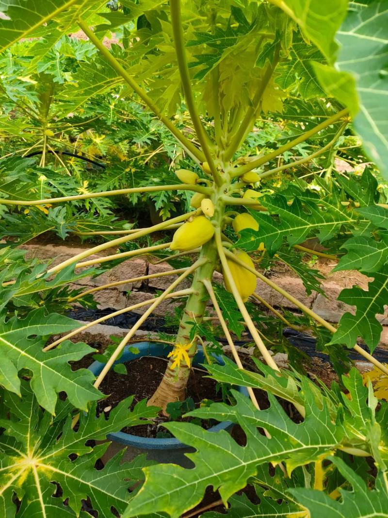 木瓜树福建漳州黄金木瓜农户直销价供应多品种水果苗