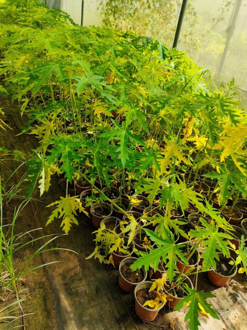 木瓜树福建漳州黄金木瓜农户直销价供应多品种水果苗