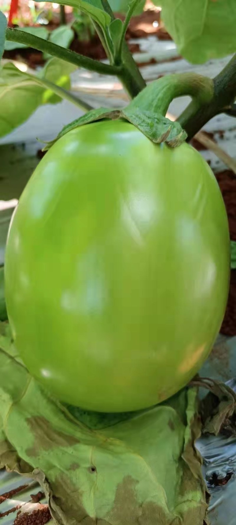 豫北绿茄种植基地，品质有保证，色泽口感好，适合南北客户