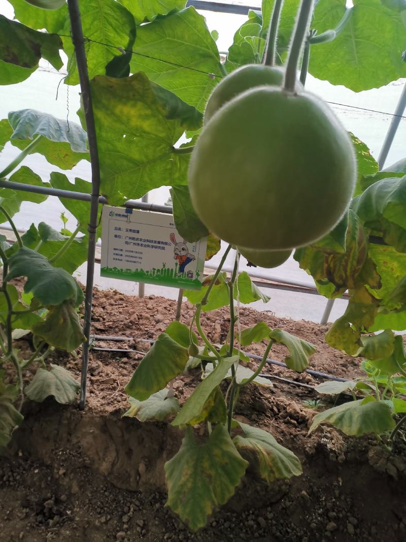 杂交湘江圆瓠瓠瓜种子瓠子葫芦瓜早熟丰产商品性耐热春秋