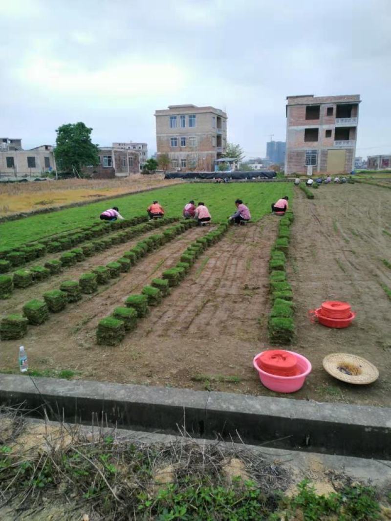 【热销】优质草坪草四季常绿基地直销大量供应一首货